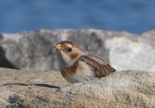 Snow Bunting - ML611329322