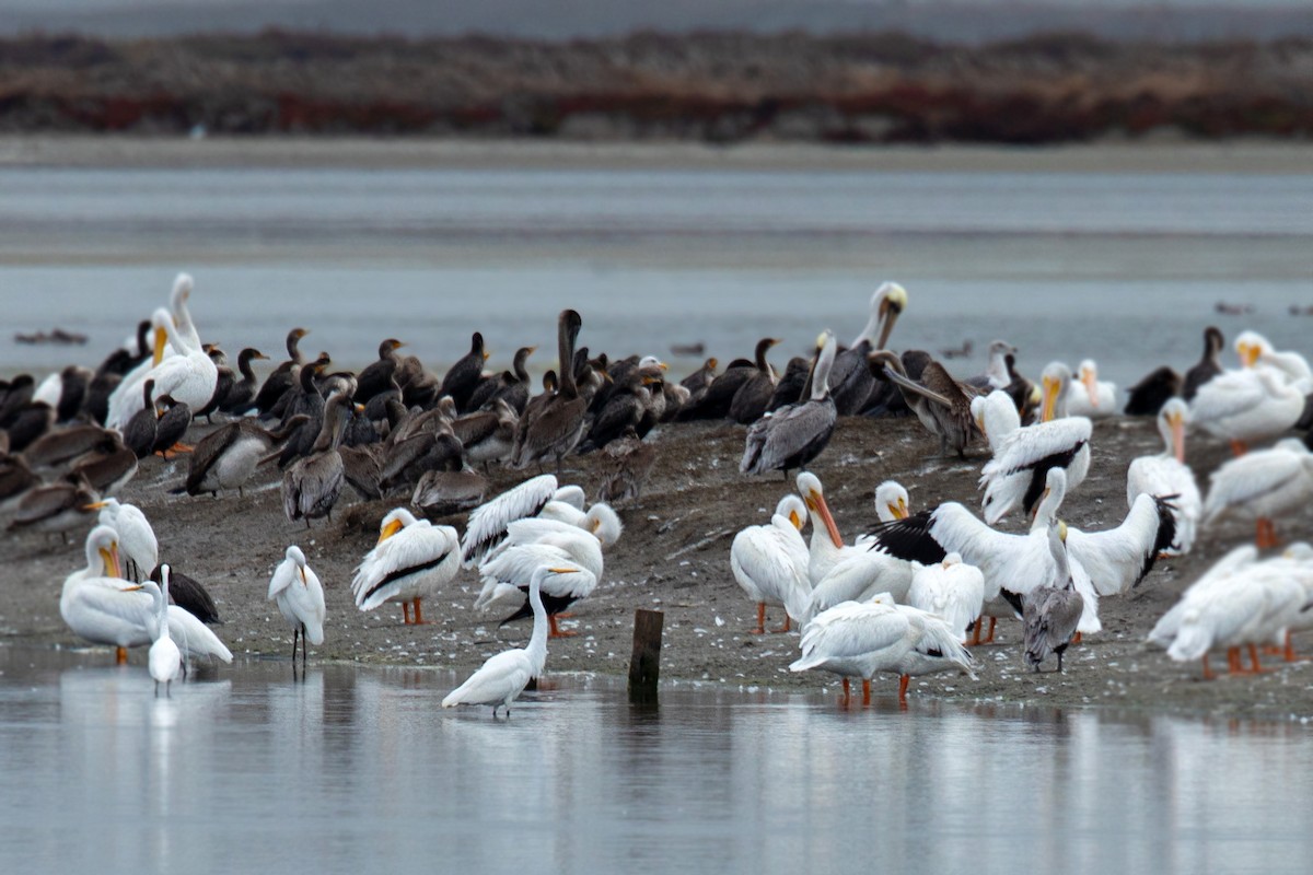 Double-crested Cormorant - ML611329336