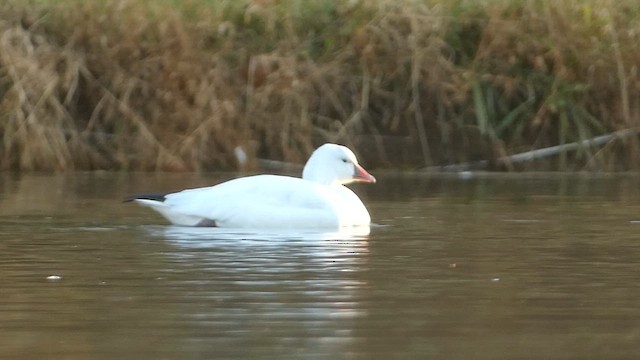 Ross's Goose - ML611329353