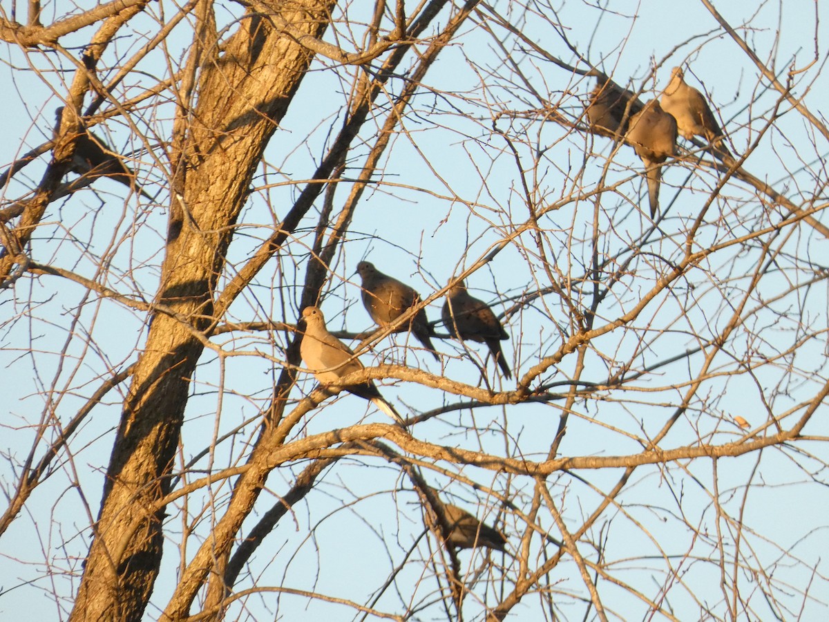 Mourning Dove - ML611329369