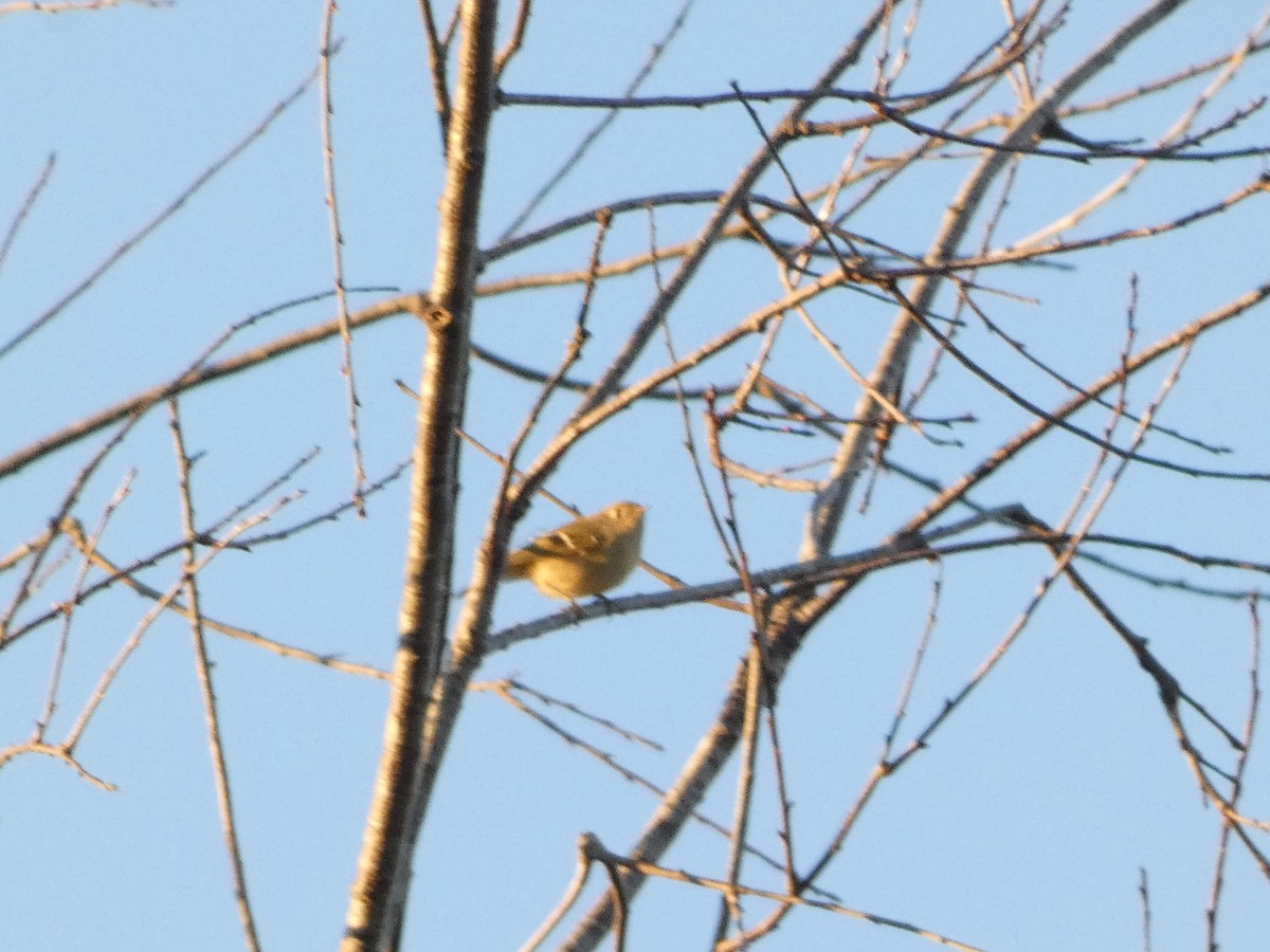 Ruby-crowned Kinglet - ML611329401