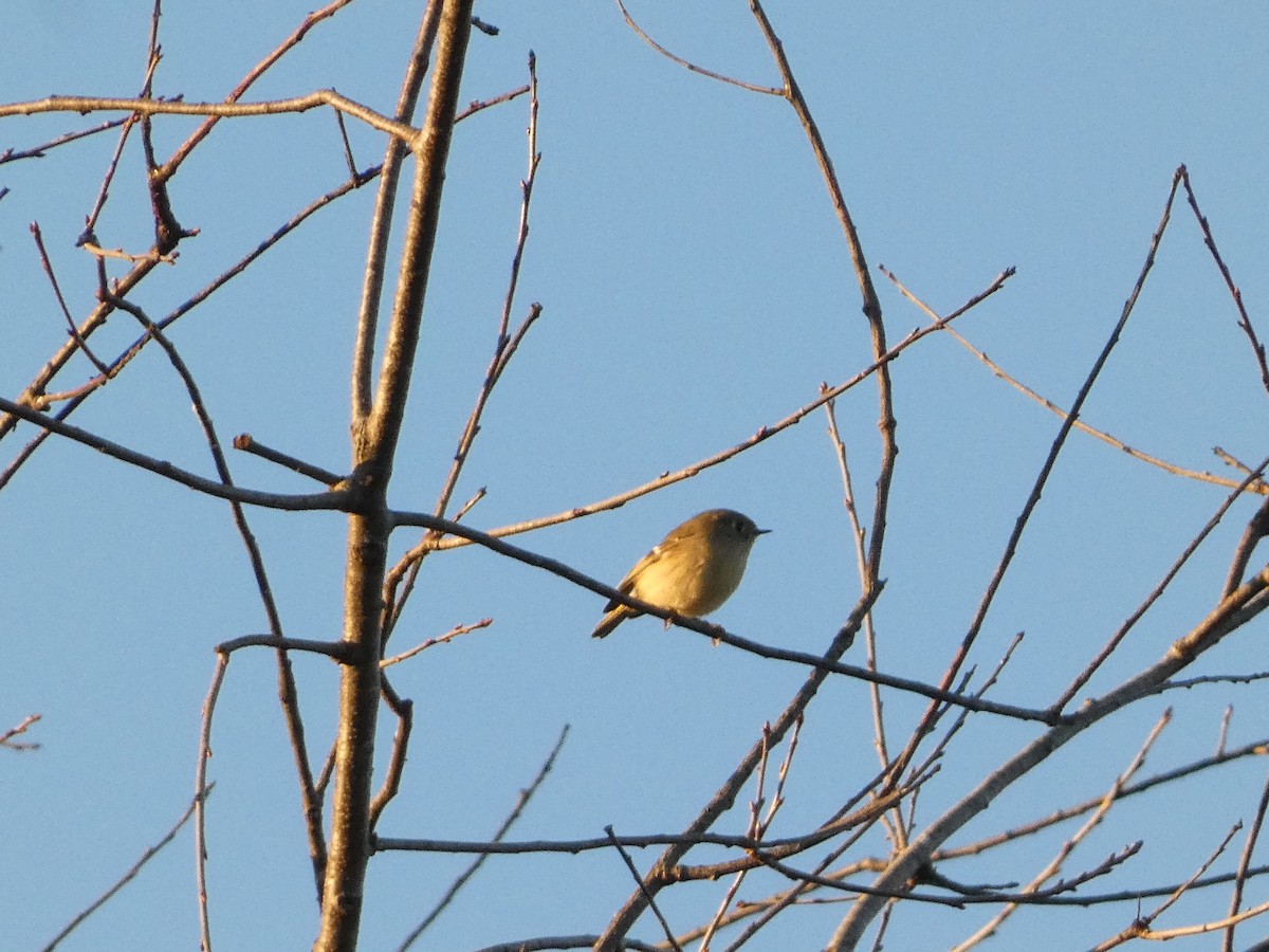 Ruby-crowned Kinglet - ML611329402