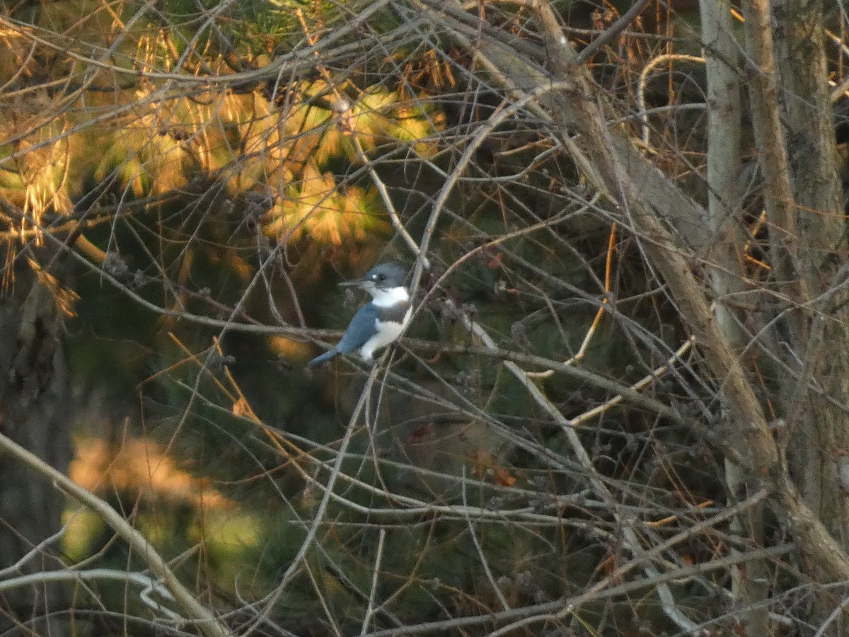 Belted Kingfisher - ML611329424