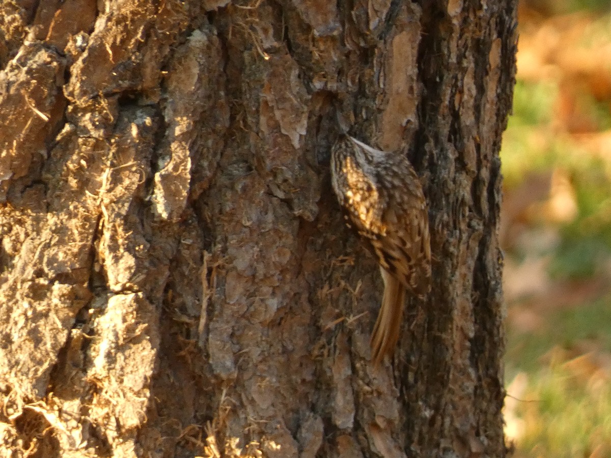 Brown Creeper - ML611329513