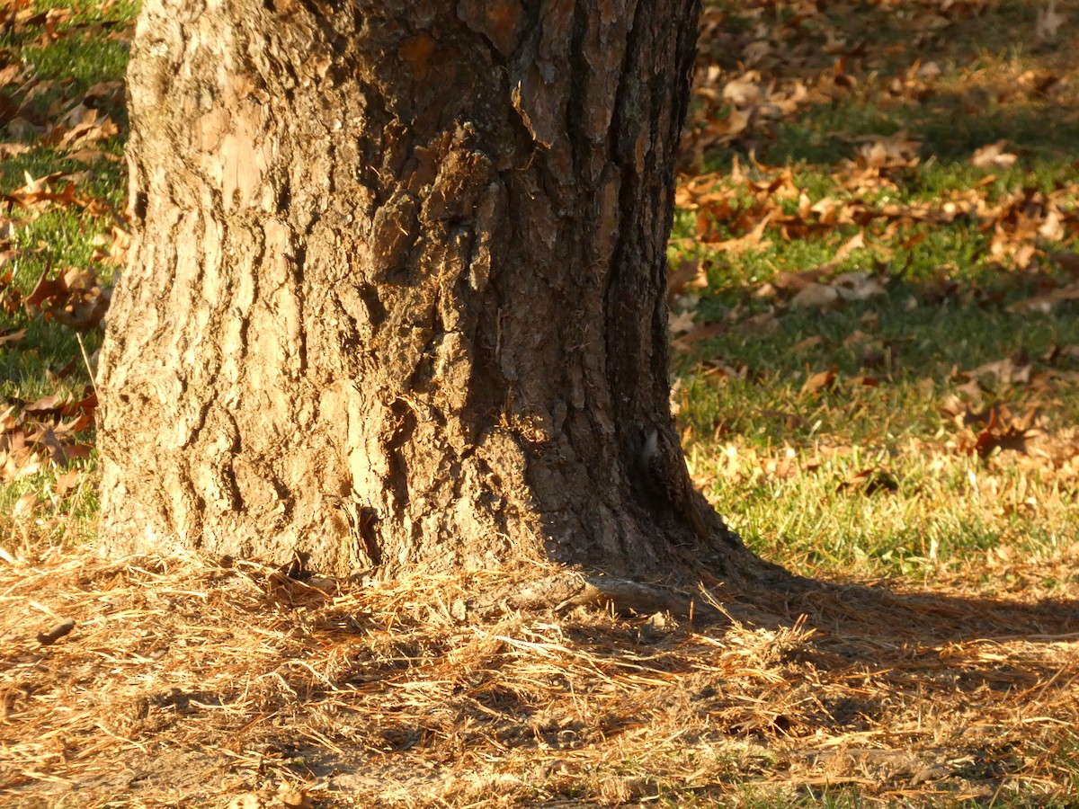 Brown Creeper - ML611329514