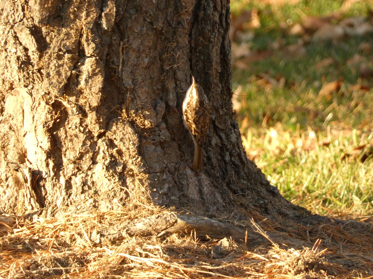 Brown Creeper - ML611329515