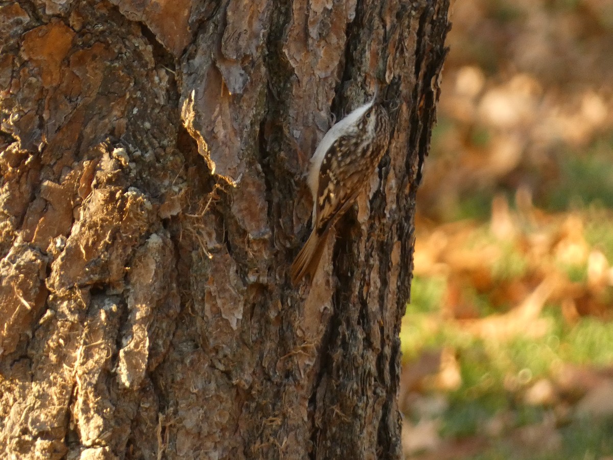 Brown Creeper - ML611329516