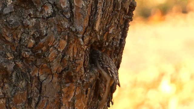 Brown Creeper - ML611329520