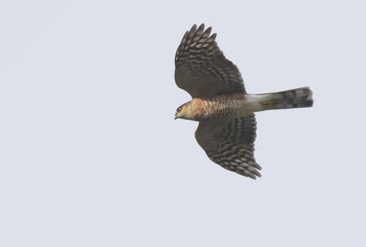 Sharp-shinned Hawk - ML611329562