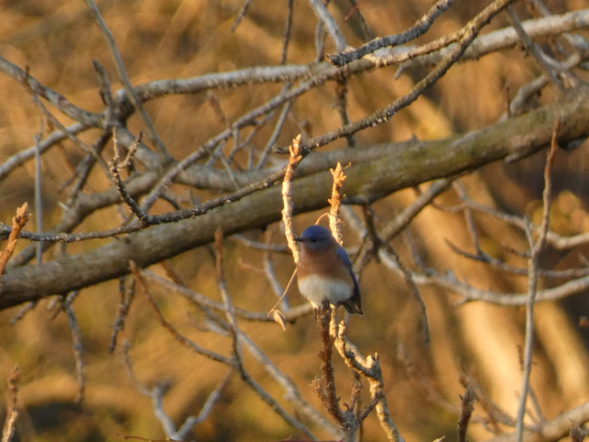 Eastern Bluebird - ML611329563