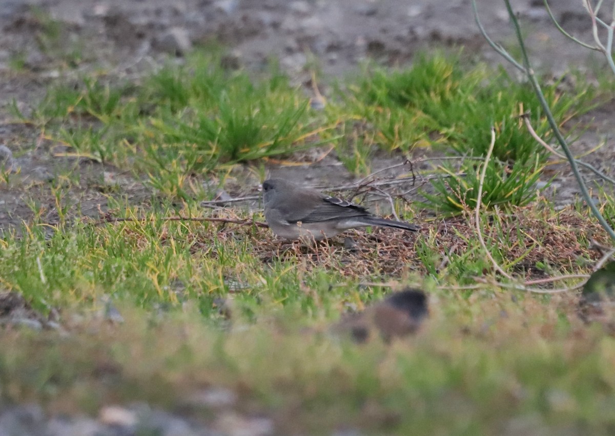 Dark-eyed Junco (Slate-colored) - Andrew S. Aldrich