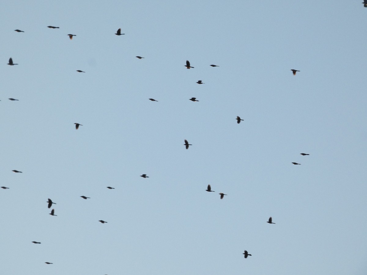 Common Grackle (Florida/Purple) - ML611329610