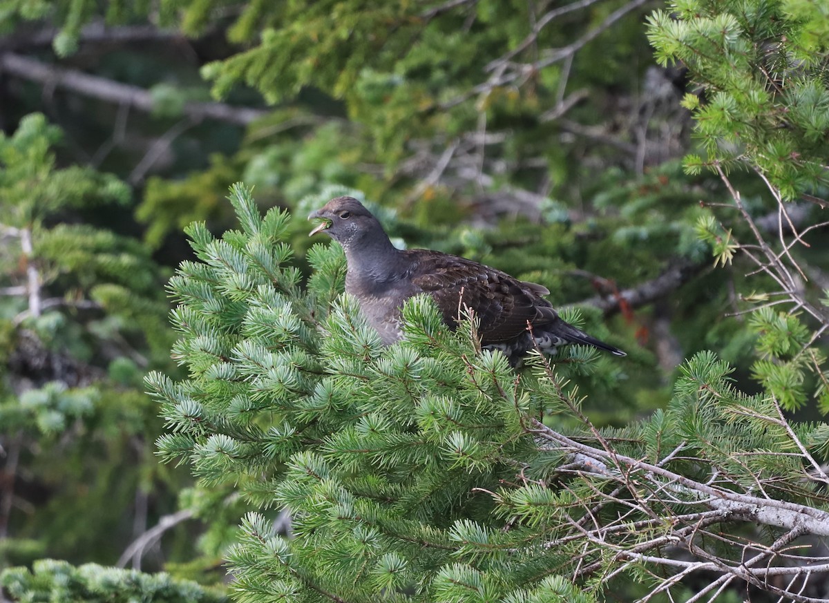 ススイロライチョウ - ML611329622