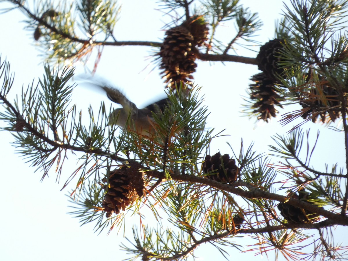 ub. spurvefugl (Passeriformes sp.) - ML611329633