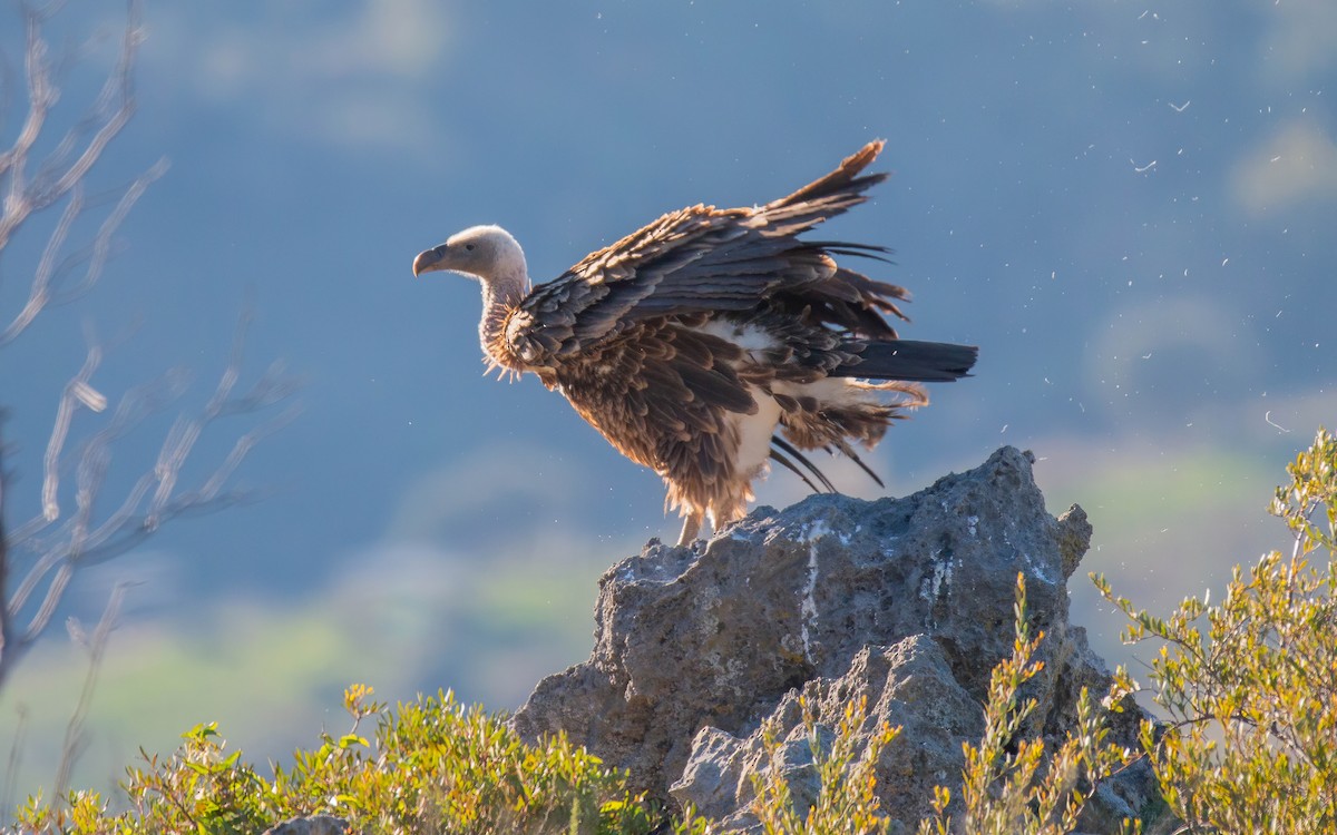 Rüppell's Griffon - ML611329643