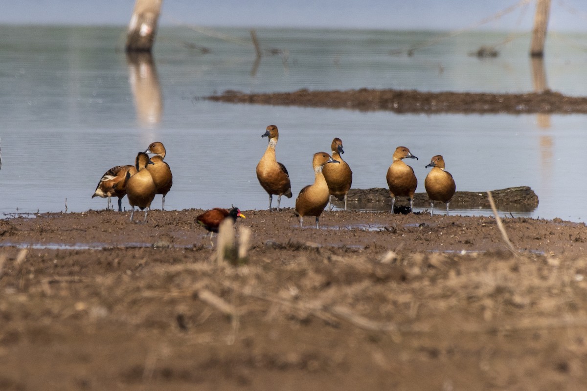 Fulvous Whistling-Duck - ML611329663