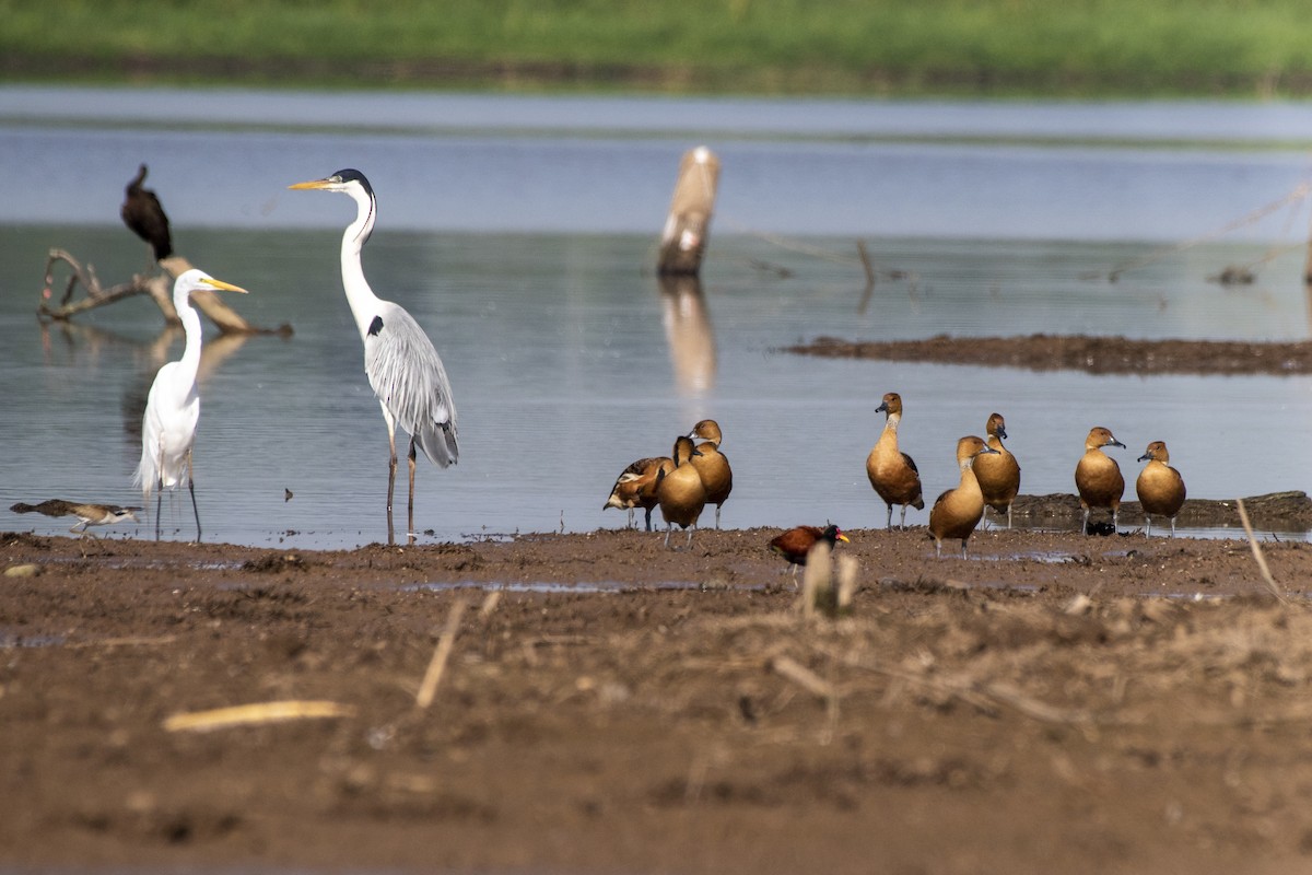 Fulvous Whistling-Duck - ML611329664