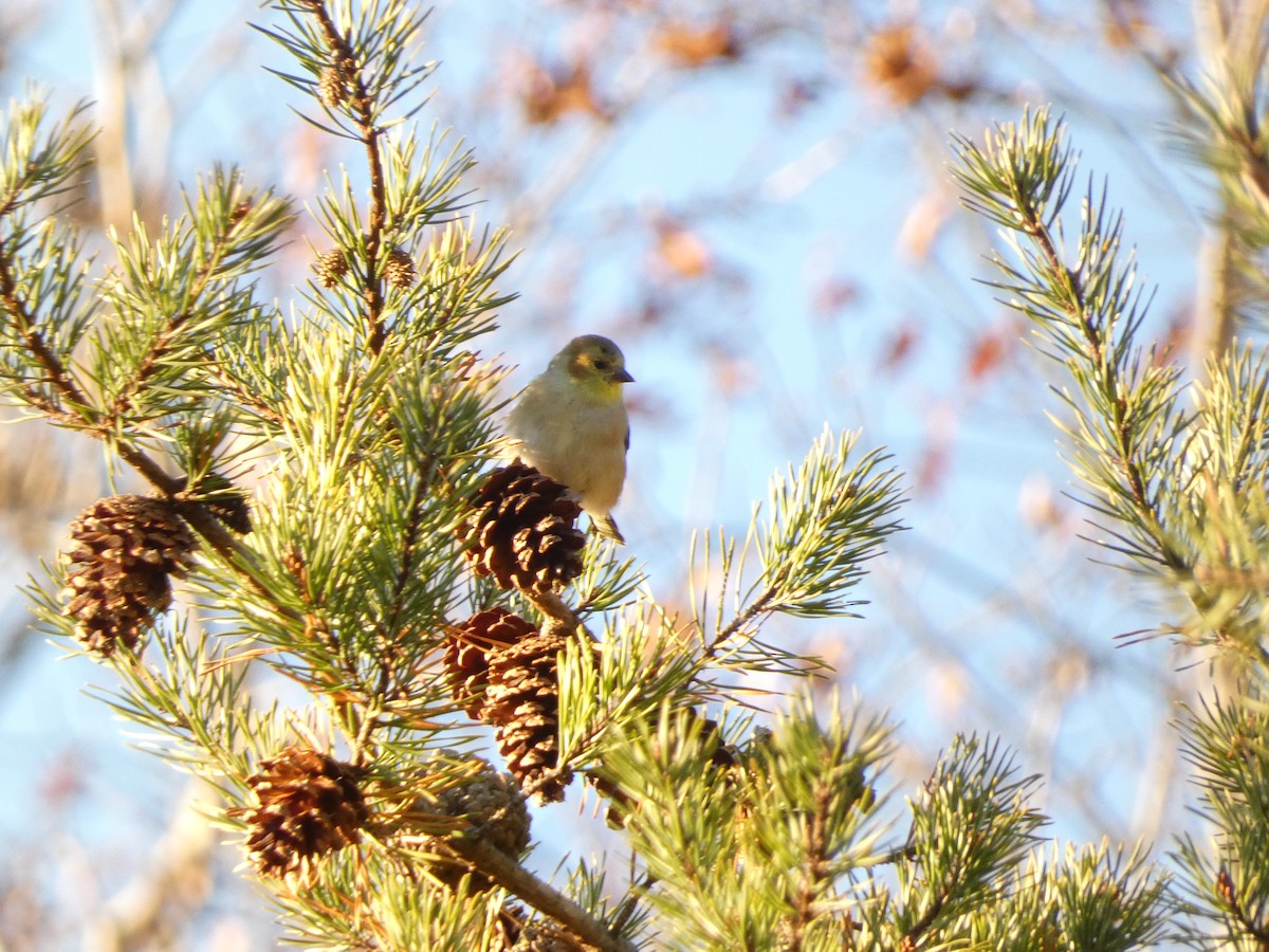 American Goldfinch - ML611329667