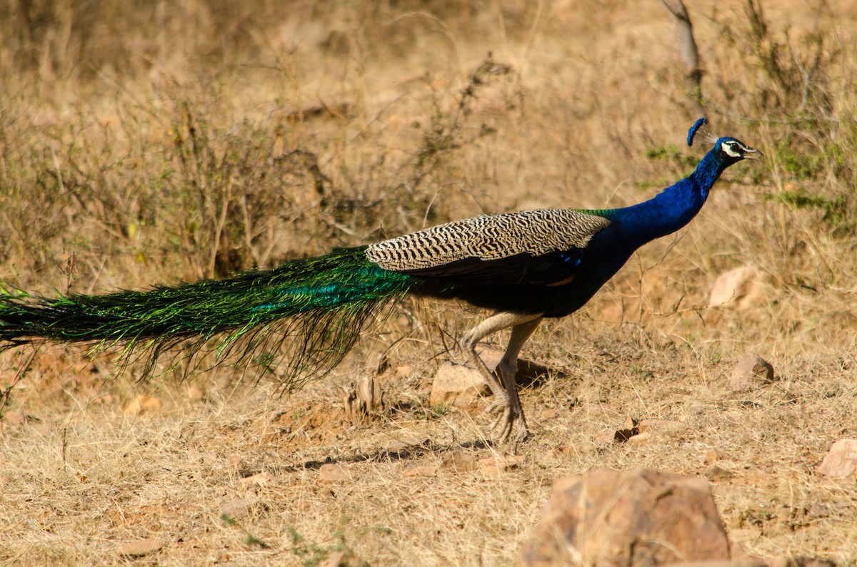 Indian Peafowl - Larry Joseph