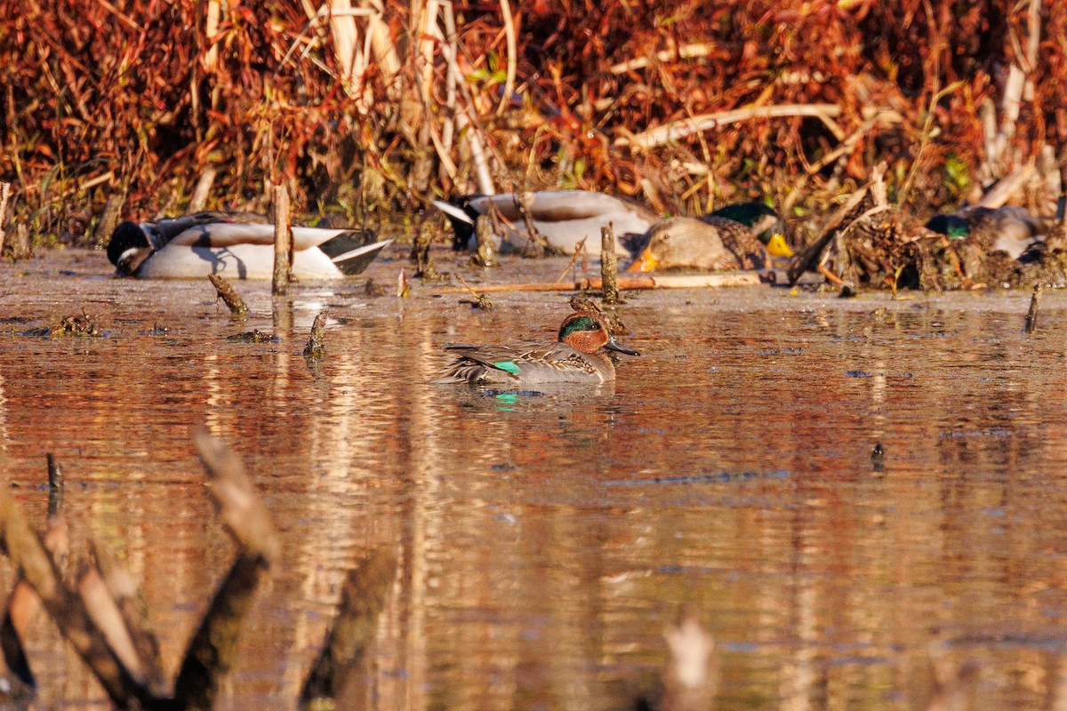 Green-winged Teal - ML611329766