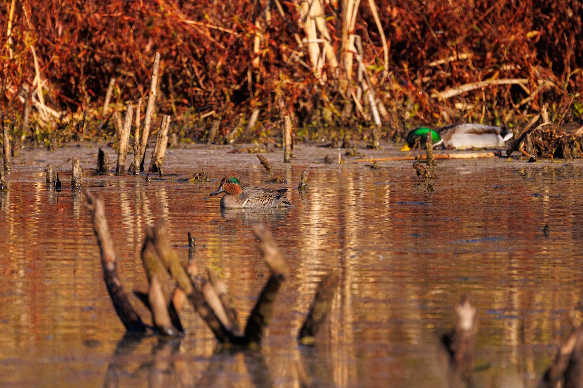 Green-winged Teal - ML611329767