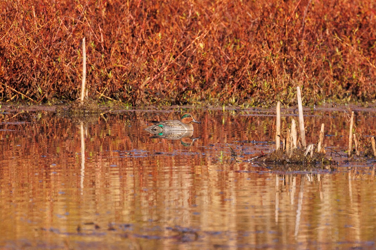 Green-winged Teal - ML611329768