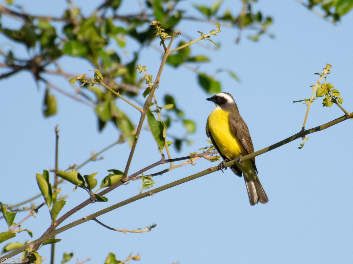 Social Flycatcher - ML611329990