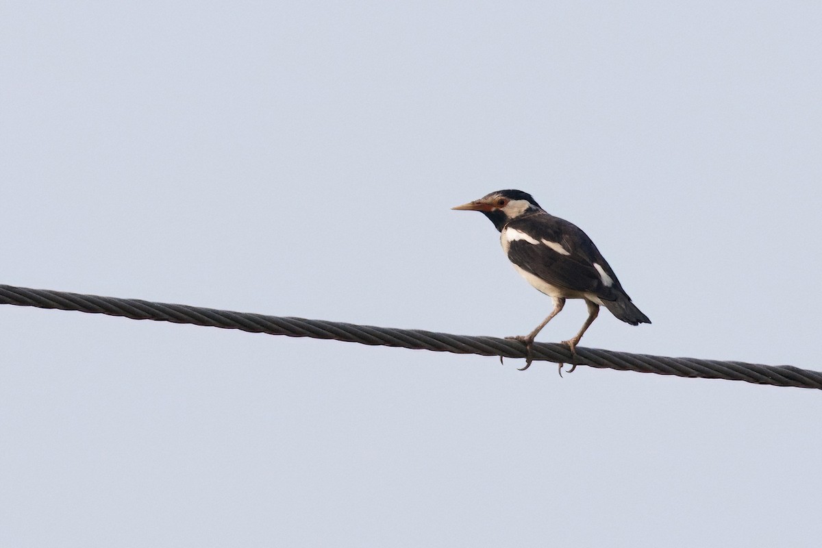 Indian Pied Starling - ML611329994
