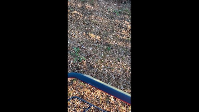 צלוב-מקור אדום (type 2) - ML611330043