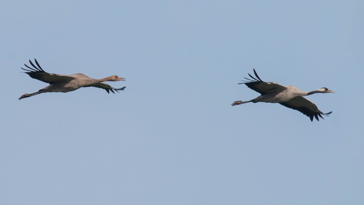 Common Crane - ML611330057