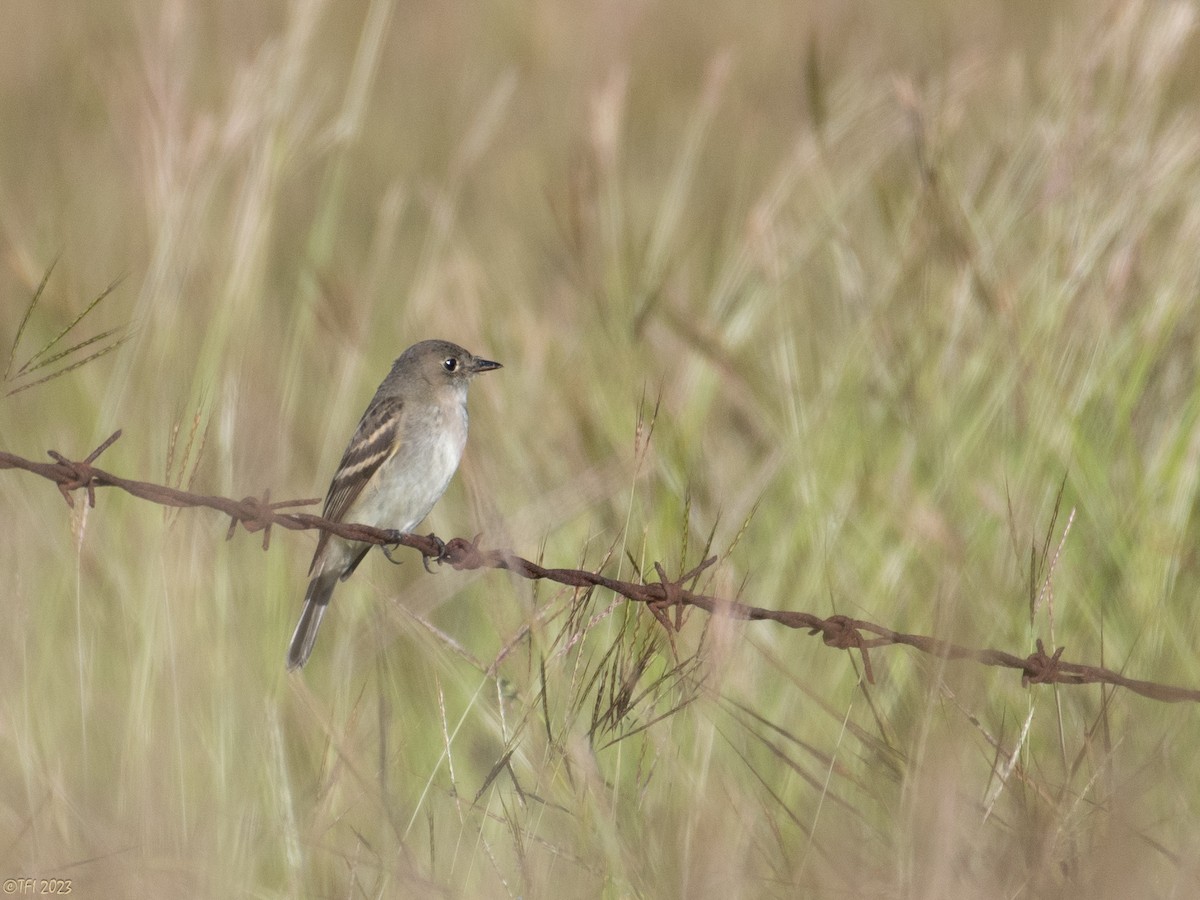 Willow Flycatcher - ML611330097