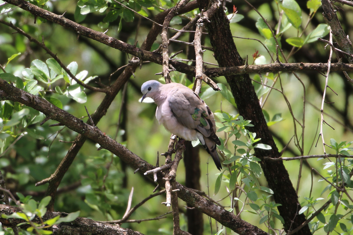 Emerald-spotted Wood-Dove - Matthew Eisenson