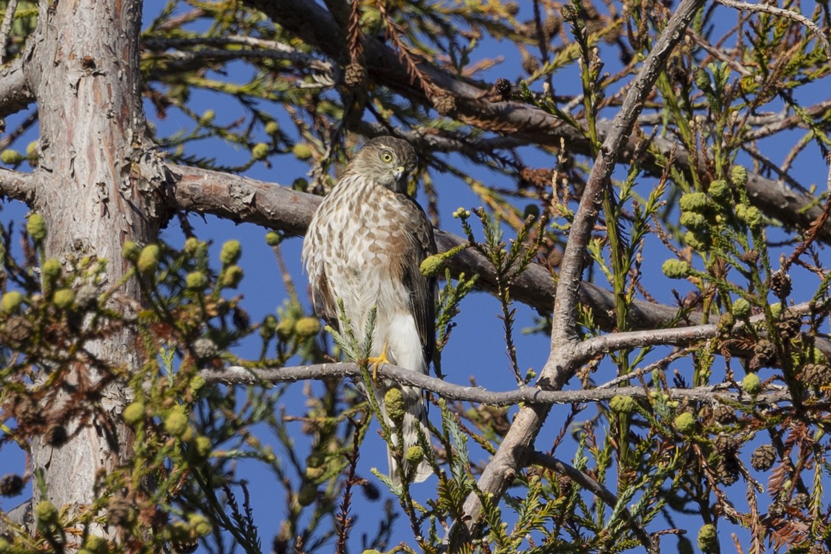 Sharp-shinned Hawk - ML611330117