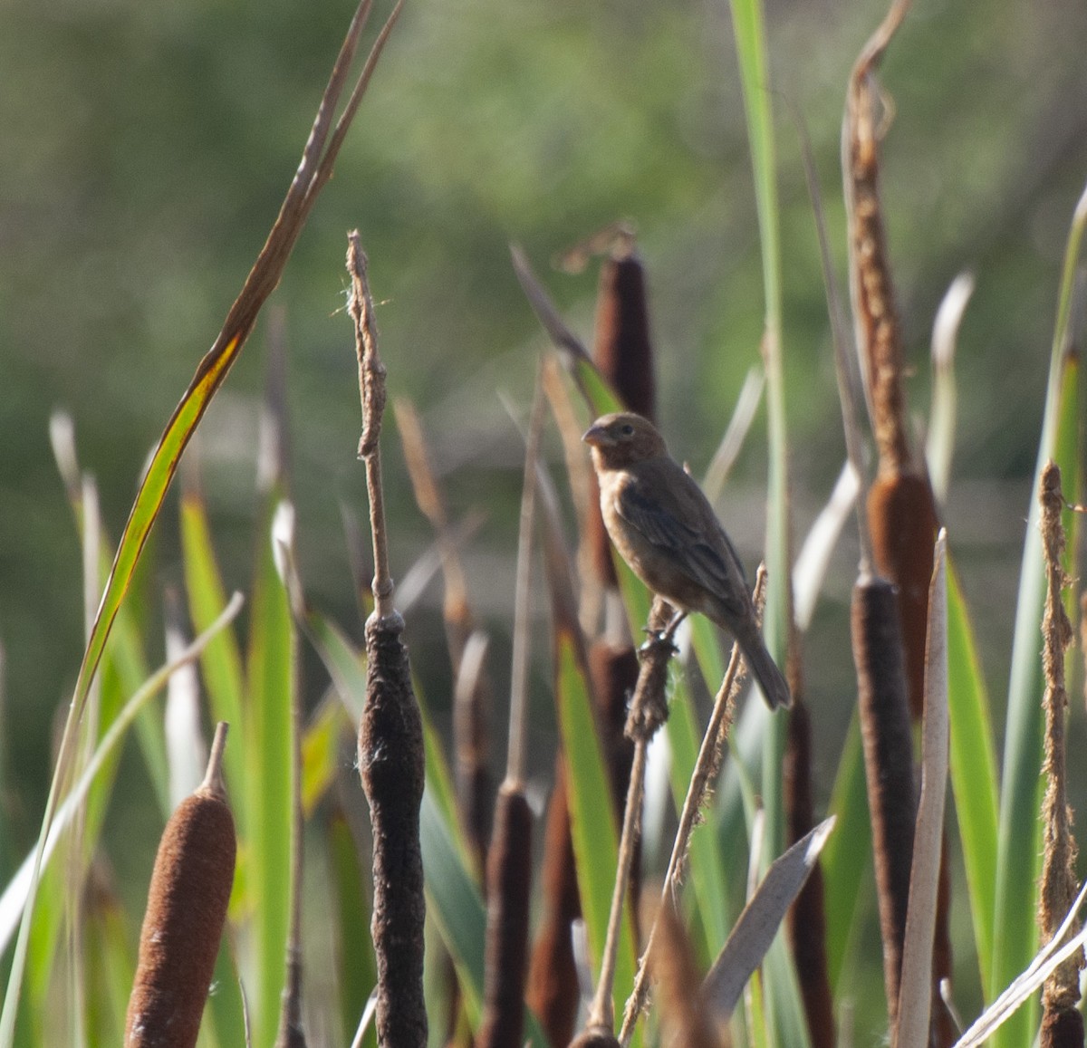 Chestnut Seedeater - Alan Hentz