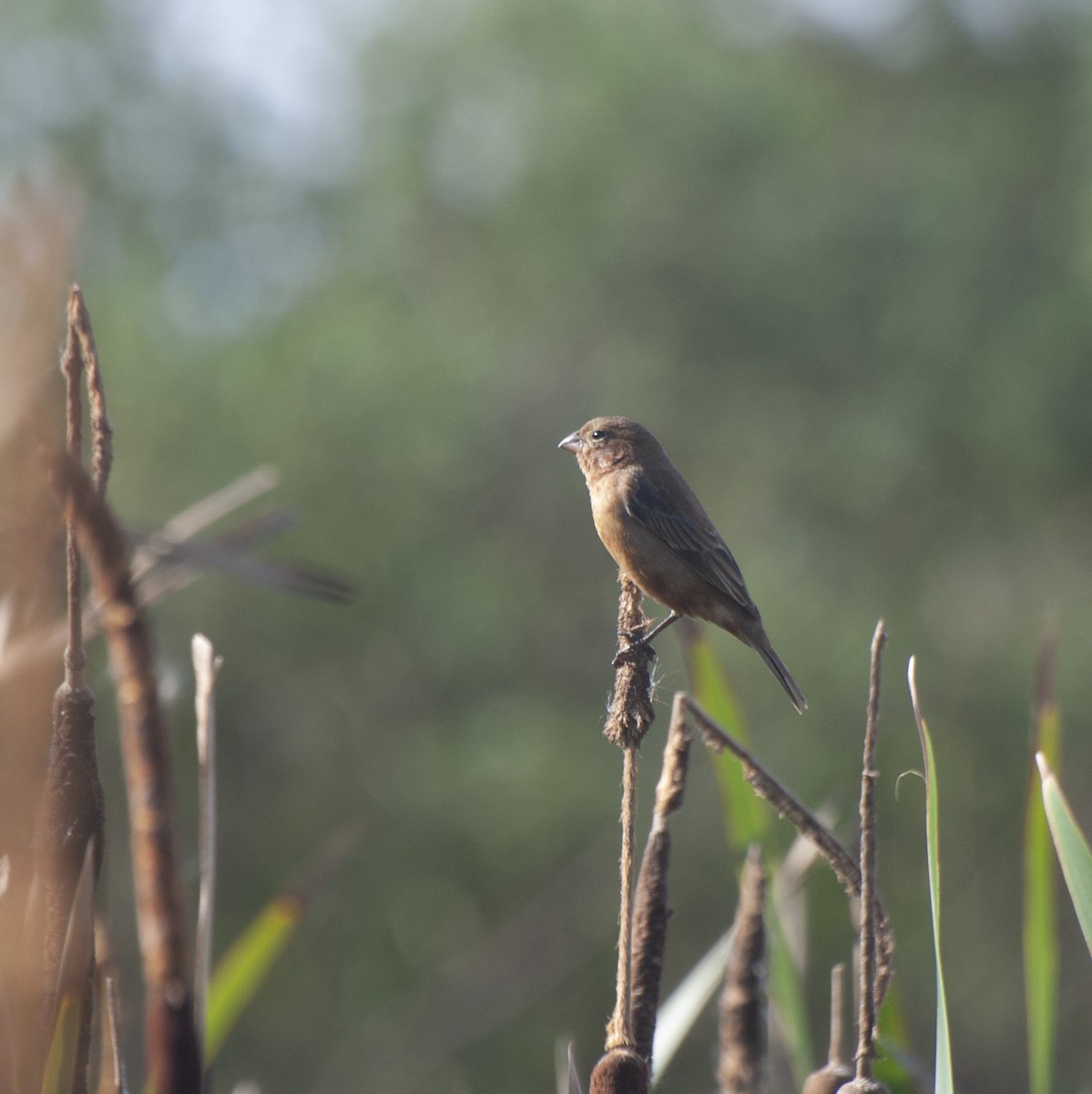 Chestnut Seedeater - Alan Hentz