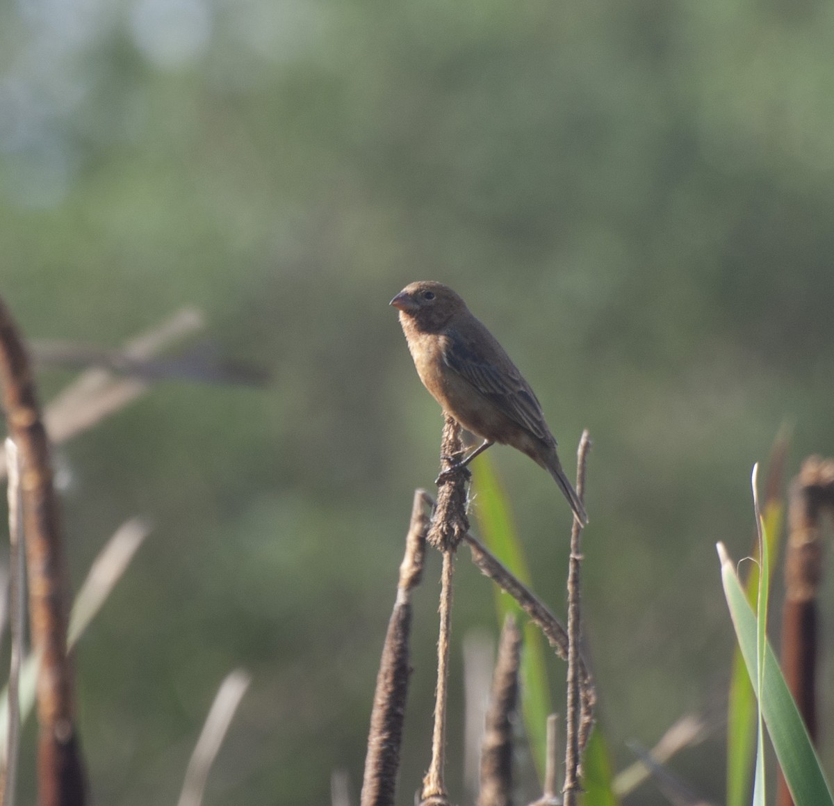 Chestnut Seedeater - ML611330191