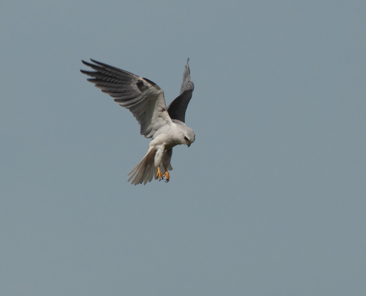 White-tailed Kite - Alan Hentz