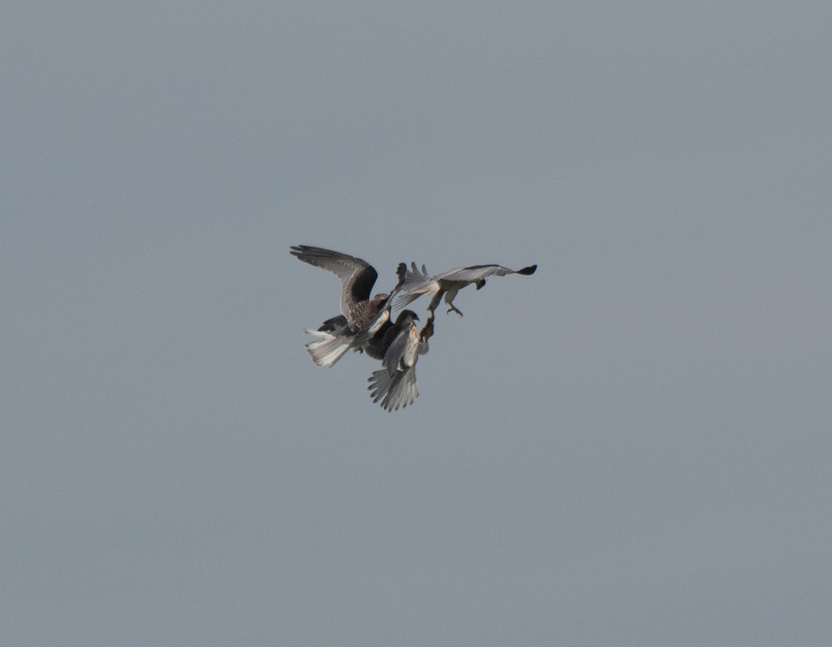 White-tailed Kite - Alan Hentz