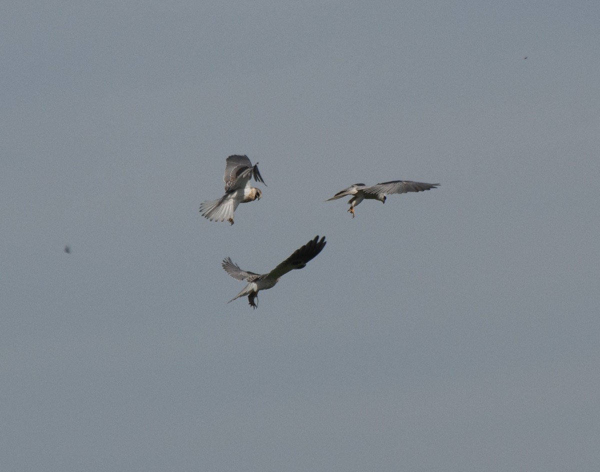 White-tailed Kite - Alan Hentz