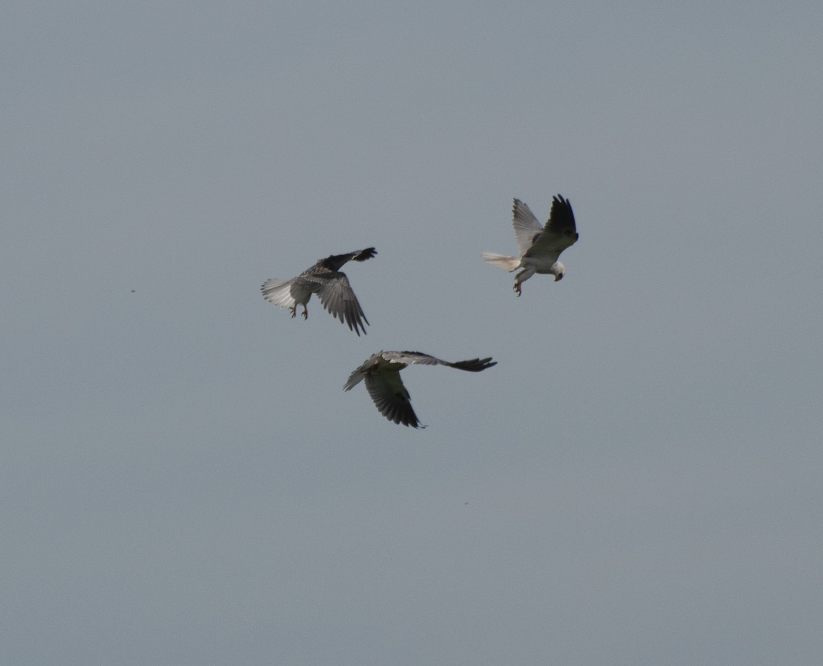 White-tailed Kite - Alan Hentz