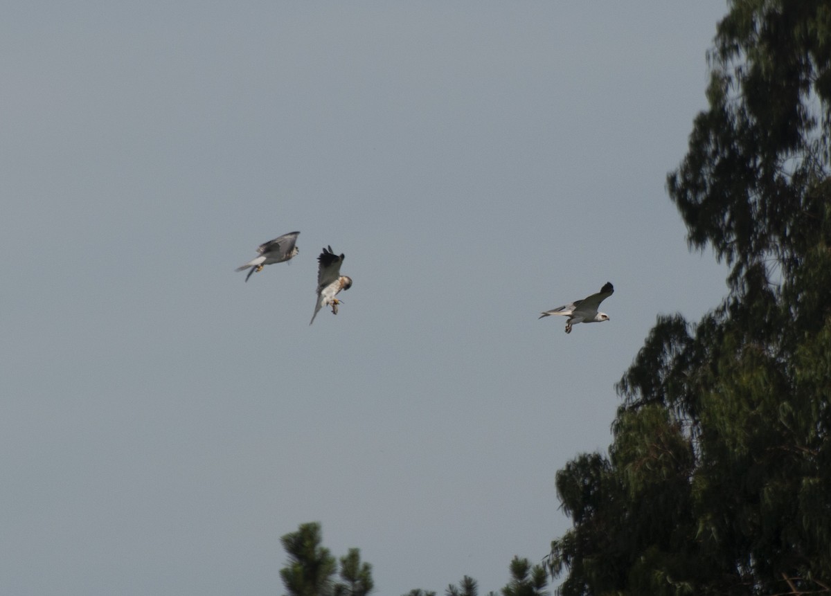 White-tailed Kite - Alan Hentz