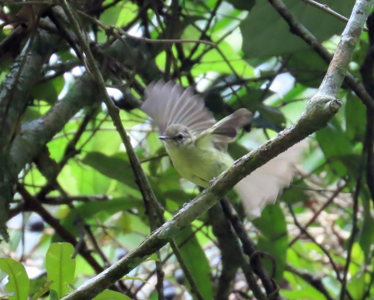 Mottle-cheeked Tyrannulet - Kathy Carroll