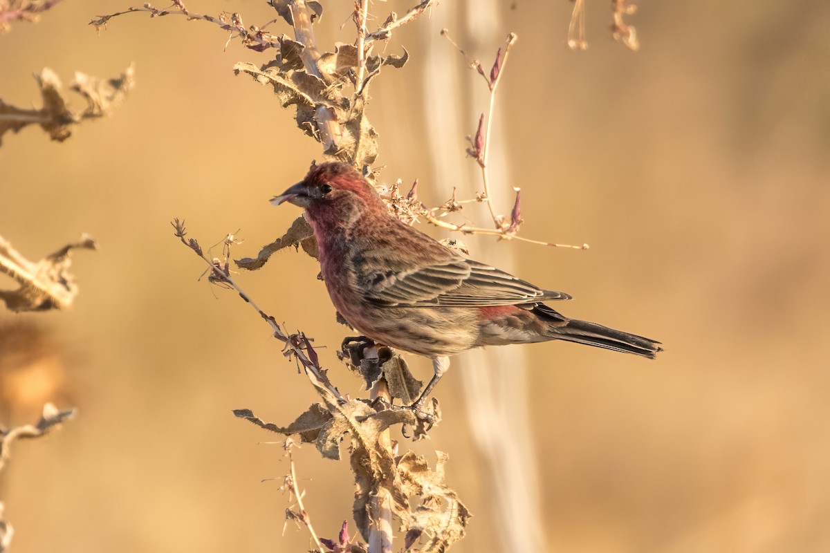 House Finch - ML611330236