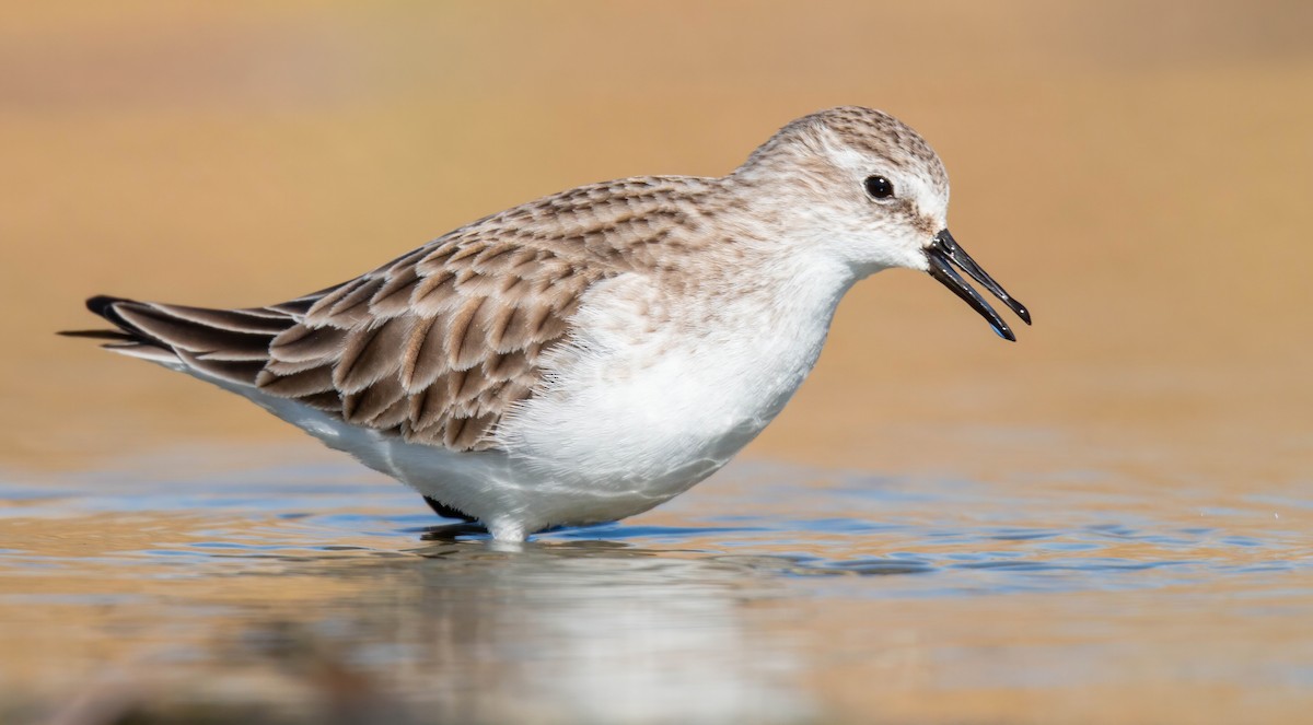 Little Stint - Andrés  Rojas Sánchez