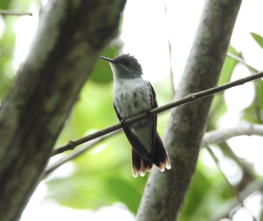 Mangrove Hummingbird - ML611330361