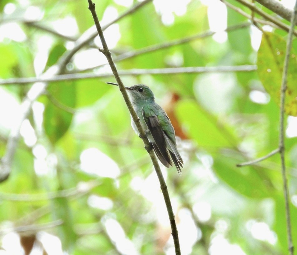 Mangrove Hummingbird - ML611330367