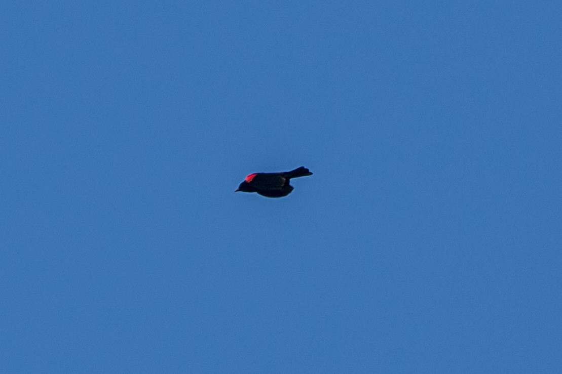 Red-winged Blackbird - ML611330394
