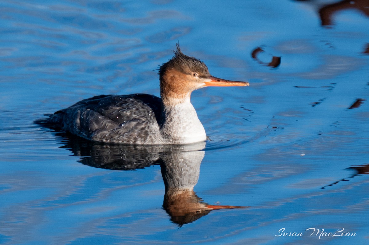 Red-breasted Merganser - ML611330436