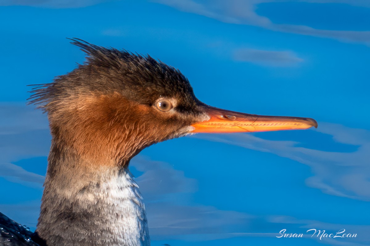 Red-breasted Merganser - Susan MacLean