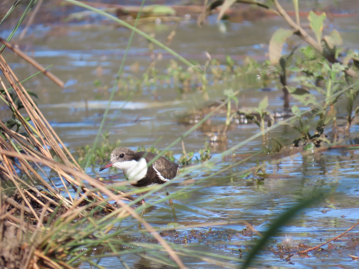 Red-kneed Dotterel - ML611330438